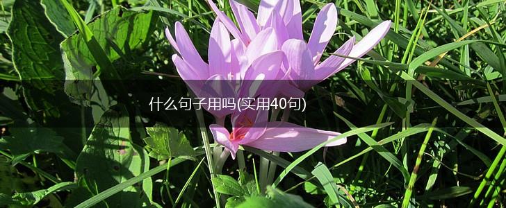 什么句子用吗(实用40句),第1张