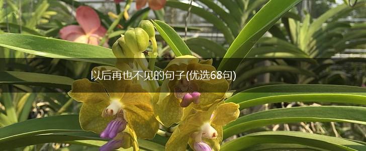 以后再也不见的句子(优选68句),第1张