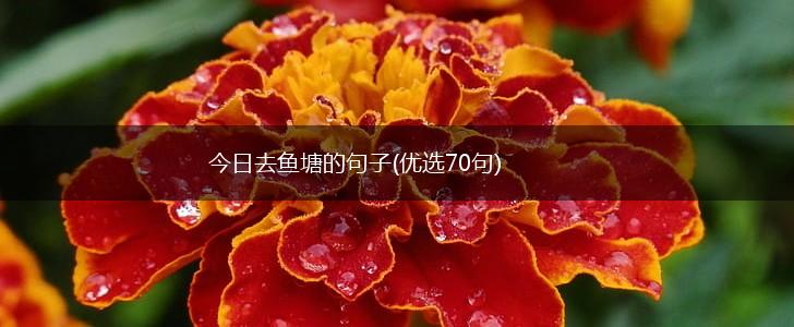 今日去鱼塘的句子(优选70句),第1张