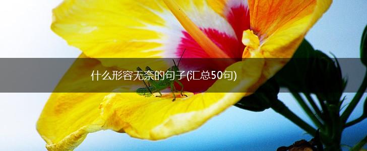 什么形容无奈的句子(汇总50句),第1张