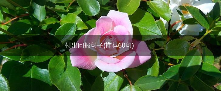 付出回报句子(推荐60句),第1张