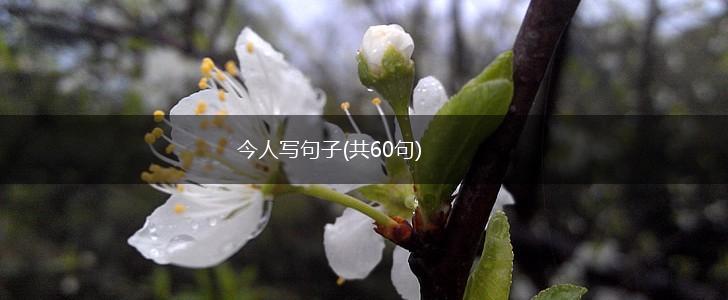 今人写句子(共60句),第1张