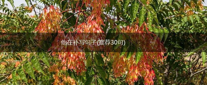 他在补写句子(推荐30句),第1张