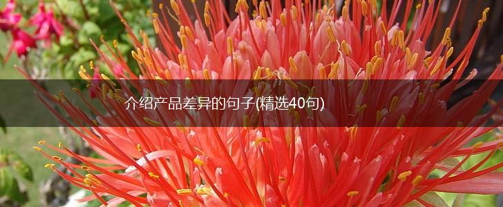 介绍产品差异的句子(精选40句),第1张