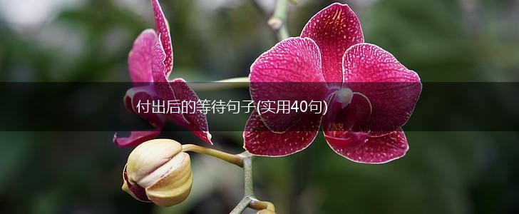 付出后的等待句子(实用40句),第1张