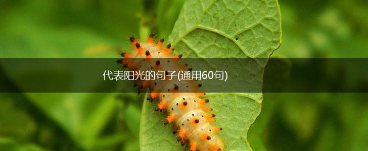代表阳光的句子(通用60句),第1张