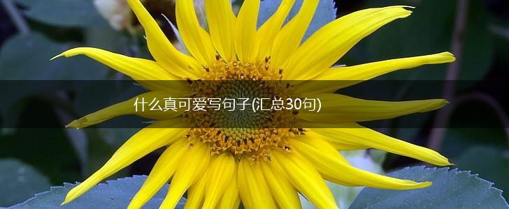 什么真可爱写句子(汇总30句),第1张