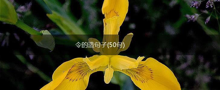 令的造句子(50句),第1张