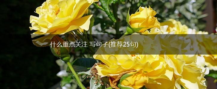 什么重点关注 写句子(推荐25句),第1张