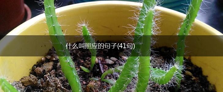 什么叫照应的句子(41句),第1张