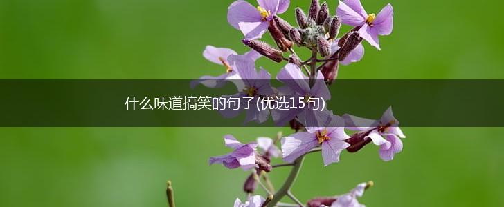 什么味道搞笑的句子(优选15句),第1张