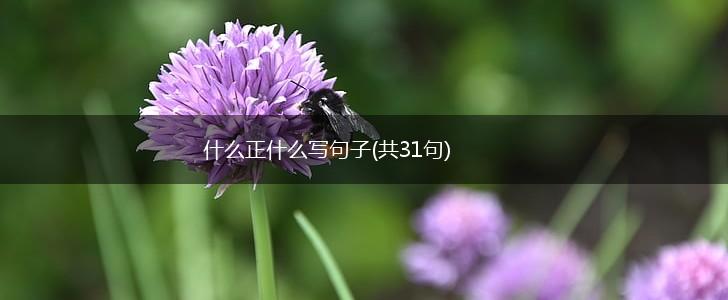 什么正什么写句子(共31句),第1张