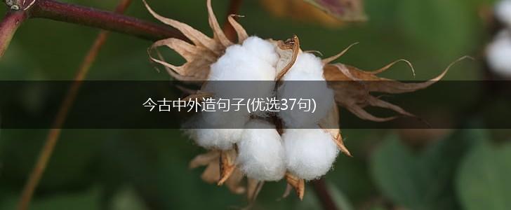 今古中外造句子(优选37句),第1张