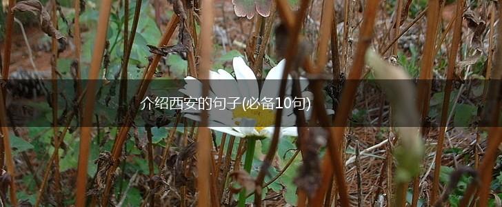 介绍西安的句子(必备10句),第1张
