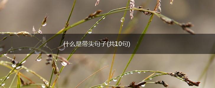 什么是带头句子(共10句),第1张