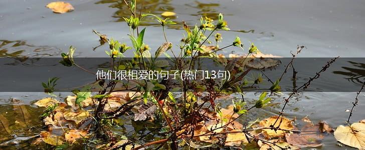 他们很相爱的句子(热门13句),第1张