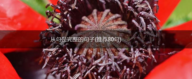 从句是完整的句子(推荐80句),第1张