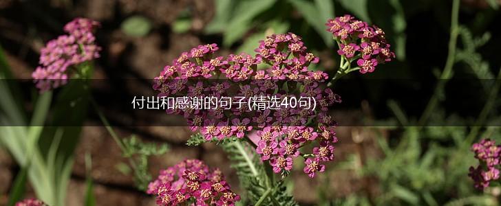 付出和感谢的句子(精选40句),第1张