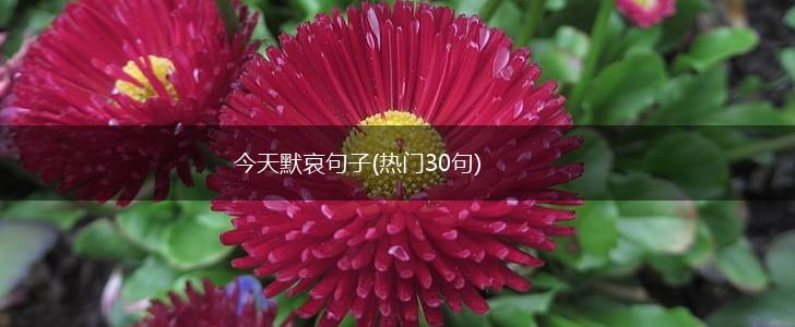 今天默哀句子(热门30句),第1张