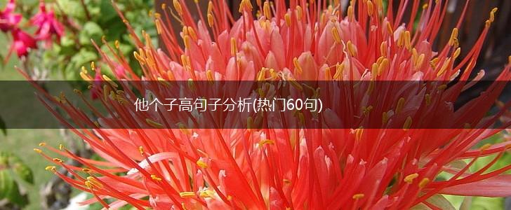 他个子高句子分析(热门60句),第1张