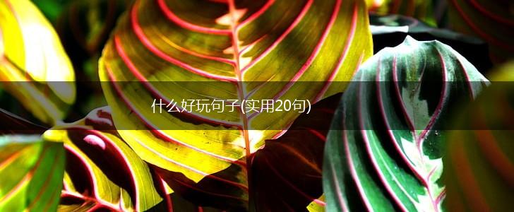 什么好玩句子(实用20句),第1张