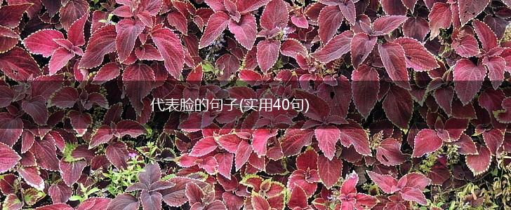 代表脸的句子(实用40句),第1张