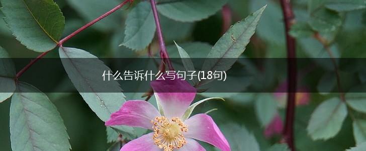 什么告诉什么写句子(18句),第1张
