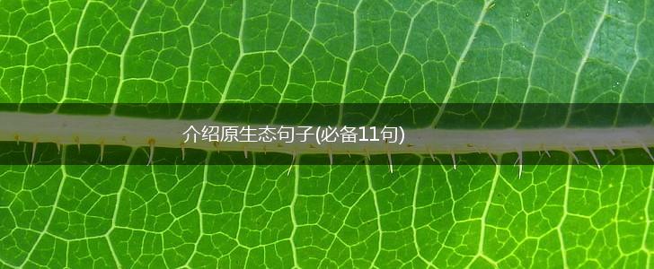 介绍原生态句子(必备11句),第1张