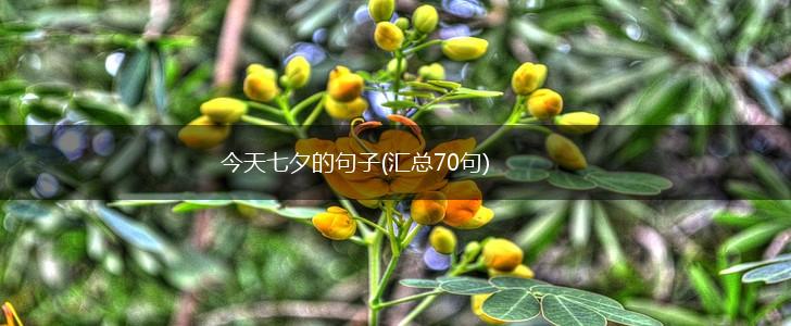 今天七夕的句子(汇总70句),第1张
