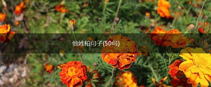他姓柏句子(50句),第1张