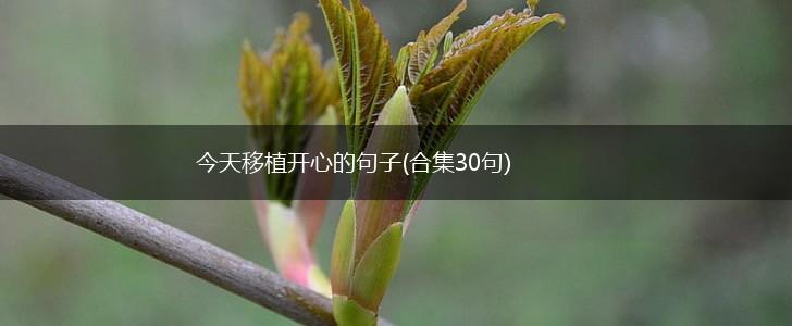 今天移植开心的句子(合集30句),第1张