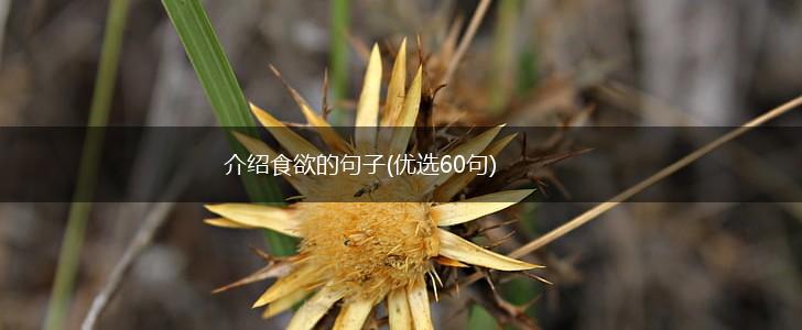 介绍食欲的句子(优选60句),第1张