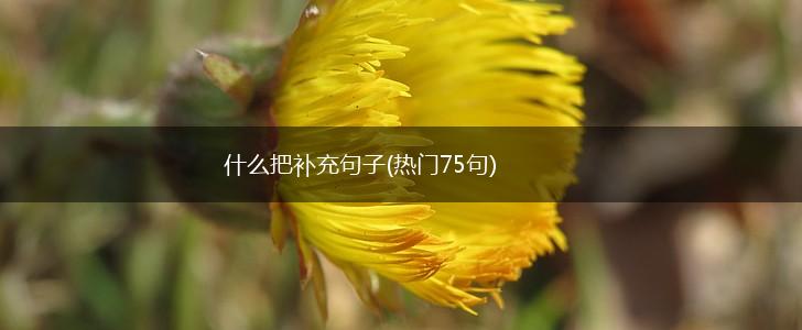 什么把补充句子(热门75句),第1张