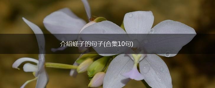 介绍蛏子的句子(合集10句),第1张