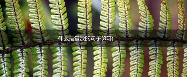 什么是复数的句子(8句),第1张
