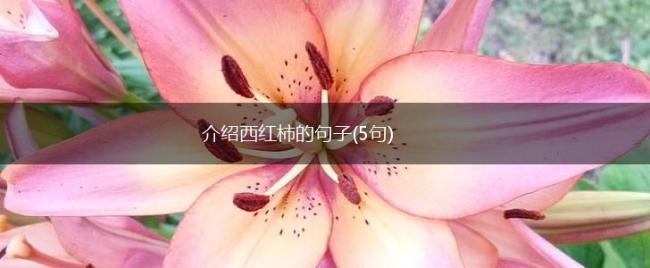 介绍西红柿的句子(5句),第1张
