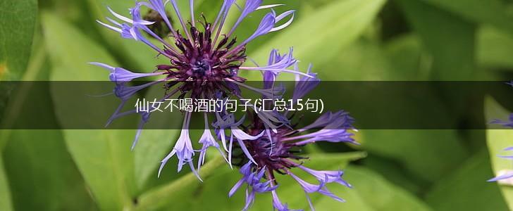 仙女不喝酒的句子(汇总15句),第1张