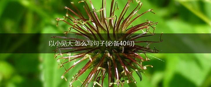 以小见大 怎么写句子(必备40句),第1张