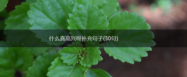 什么真高兴呀补充句子(30句),第1张
