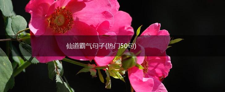 仙道霸气句子(热门50句),第1张