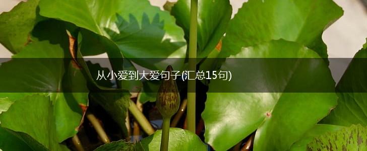 从小爱到大爱句子(汇总15句),第1张