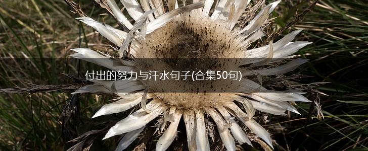 付出的努力与汗水句子(合集50句),第1张
