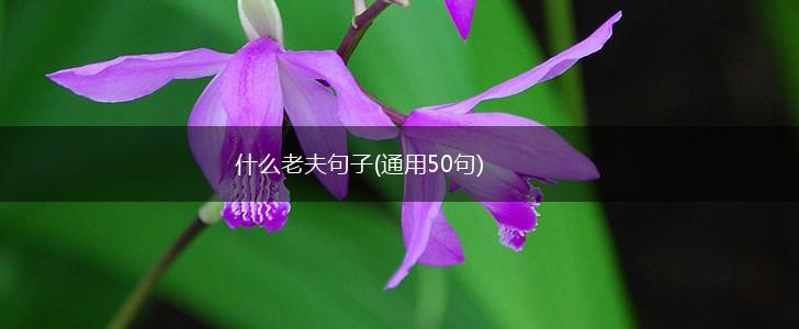 什么老夫句子(通用50句),第1张