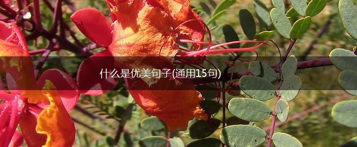 什么是优美句子(通用15句),第1张