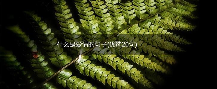 什么是爱情的句子(优选20句),第1张