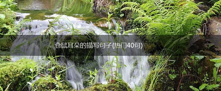仓鼠耳朵的描写句子(热门40句),第1张