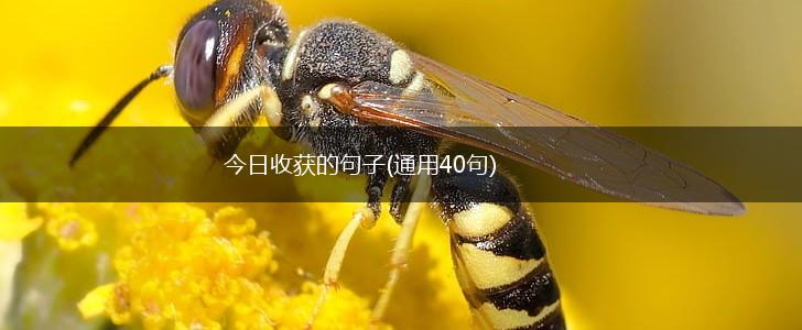 今日收获的句子(通用40句),第1张