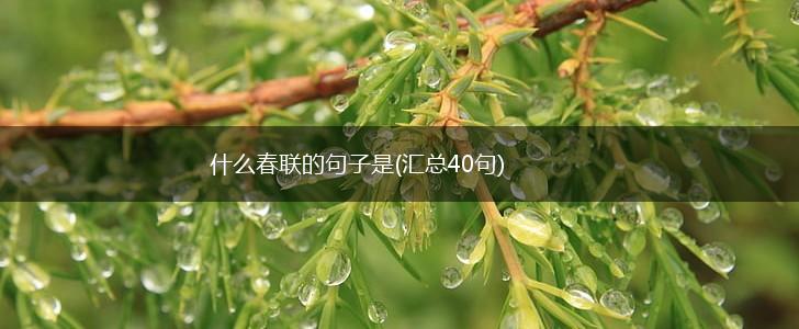 什么春联的句子是(汇总40句),第1张