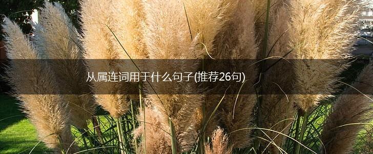 从属连词用于什么句子(推荐26句),第1张