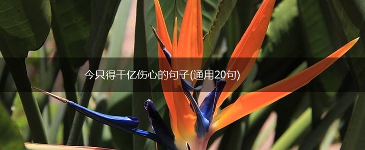 今只得千亿伤心的句子(通用20句),第1张